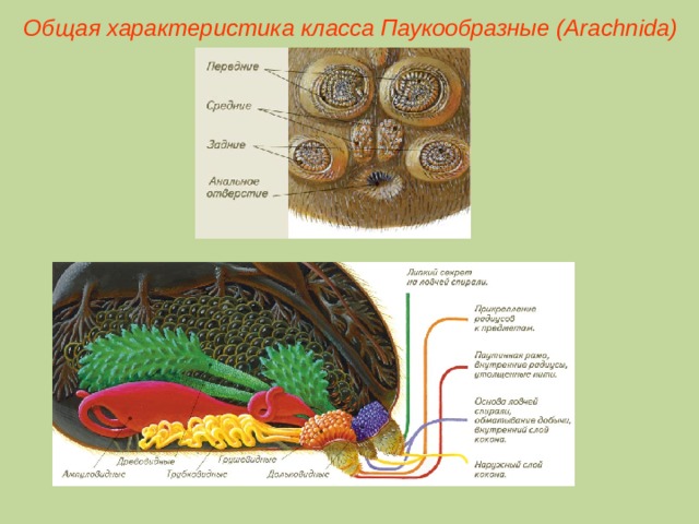Общая характеристика класса Паукообразные (Ara chnida )  
