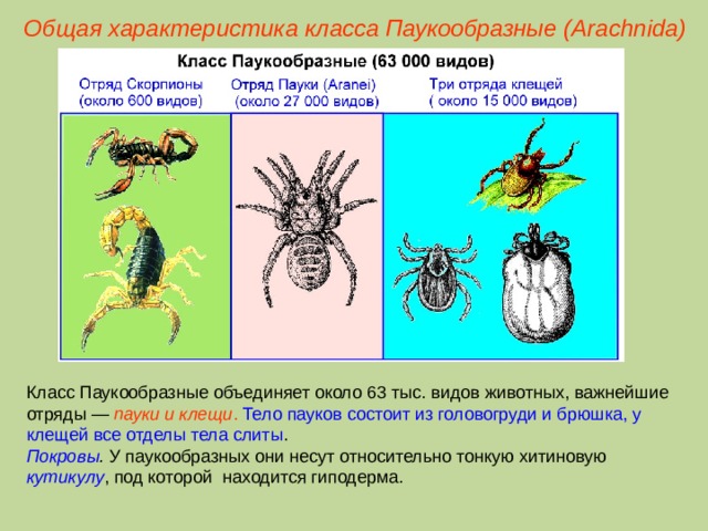 Общая характеристика класса Паукообразные (Ara chnida ) Класс Паукообразные объединяет около 63 тыс. видов животных, важнейшие отряды — пауки и клещи .  Тело пауков состоит из головогруди и брюшка, у клещей все отделы тела слиты . Покровы . У паукообразных они несут относительно тонкую хитиновую кутикулу , под которой находится гиподерма.  