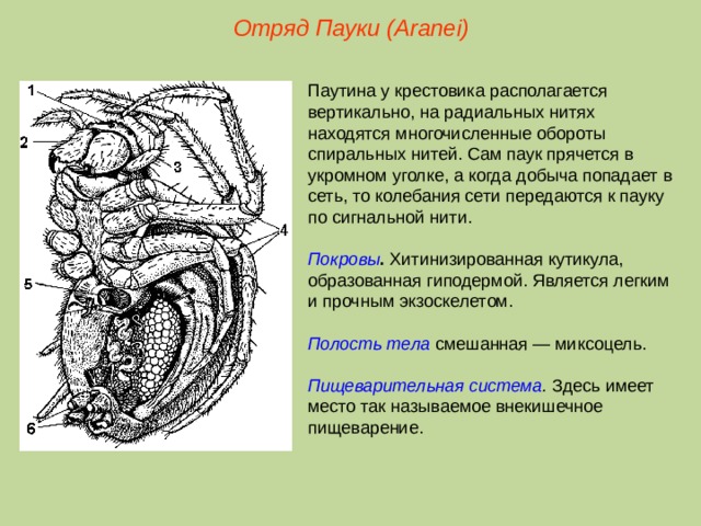 Отряд Пауки (Aranei) Паутина у крестовика располагается вертикально, на радиальных нитях находятся многочисленные обороты спиральных нитей. Сам паук прячется в укромном уголке, а когда добыча попадает в сеть, то колебания сети передаются к пауку по сигнальной нити.  Покровы . Хитинизированная кутикула, образованная гиподермой. Является легким и прочным экзоскелетом.  Полость тела смешанная — миксоцель.  Пищеварительная система . Здесь имеет место так называемое внекишечное пищеварение.  