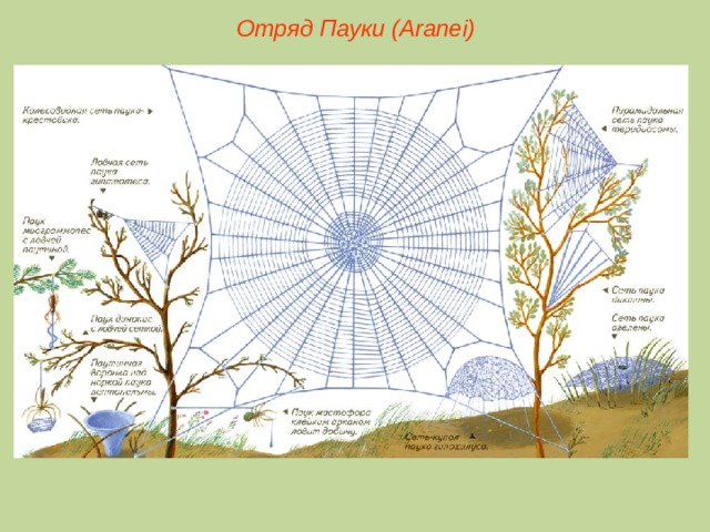 Отряд Пауки (Aranei)  