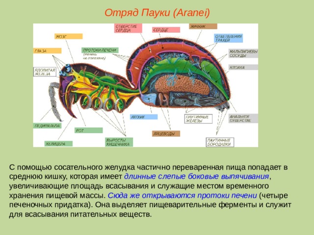 Отряд Пауки (Aranei) С помощью сосательного желудка частично переваренная пища попадает в среднюю кишку, которая имеет длинные слепые боковые выпячивания , увеличивающие площадь всасывания и служащие местом временного хранения пищевой массы. Сюда же открываются протоки печени (четыре печеночных придатка). Она выделяет пищеварительные ферменты и служит для всасывания питательных веществ.  
