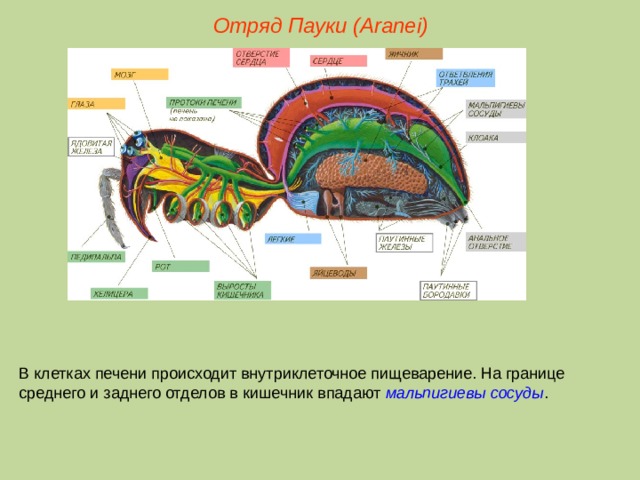 Отряд Пауки (Aranei) В клетках печени происходит внутриклеточное пищеварение. На границе среднего и заднего отделов в кишечник впадают мальпигиевы сосуды .  