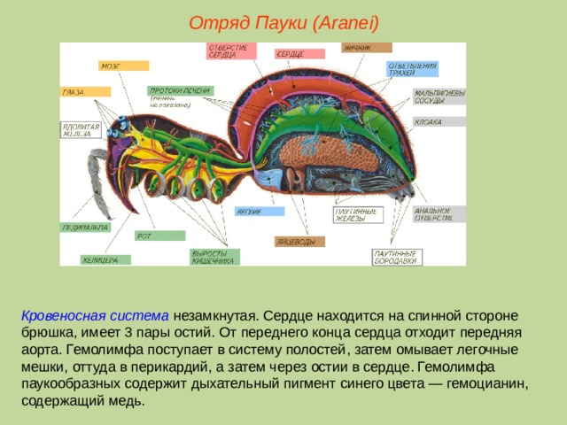 Отряд Пауки (Aranei) Кровеносная система незамкнутая. Сердце находится на спинной стороне брюшка, имеет 3 пары остий. От переднего конца сердца отходит передняя аорта. Гемолимфа поступает в систему полостей, затем омывает легочные мешки, оттуда в перикардий, а затем через остии в сердце. Гемолимфа паукообразных содержит дыхательный пигмент синего цвета — гемоцианин, содержащий медь.  