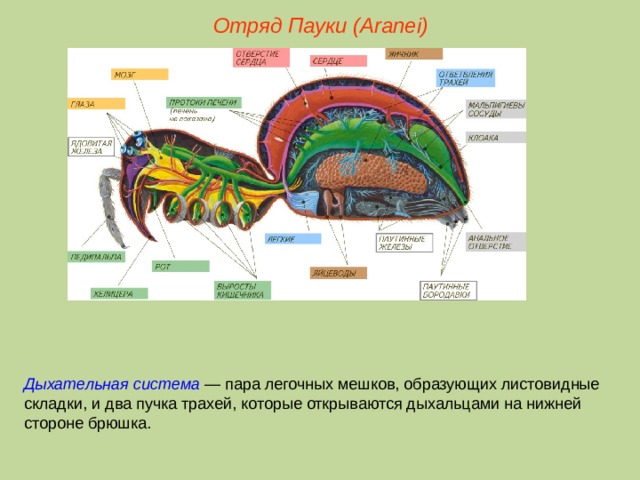 Отряд Пауки (Aranei) Дыхательная система — пара легочных мешков, образующих листовидные складки, и два пучка трахей, которые открываются дыхальцами на нижней стороне брюшка.  