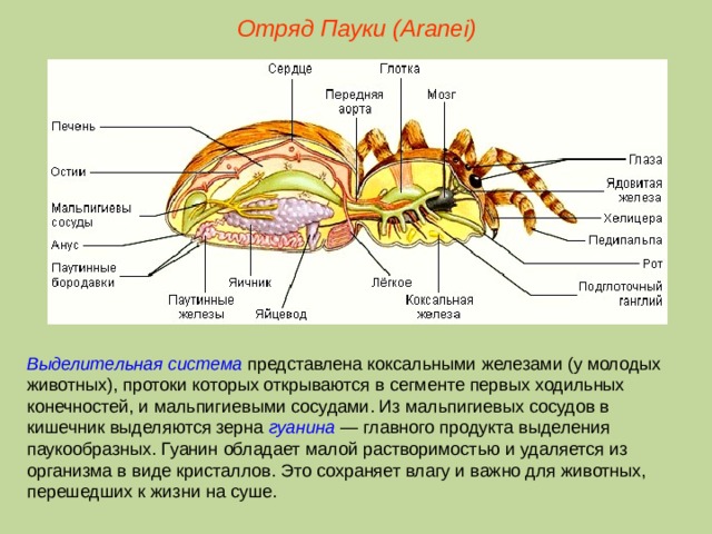 Отряд Пауки (Aranei) Выделительная система представлена коксальными железами (у молодых животных), протоки которых открываются в сегменте первых ходильных конечностей, и мальпигиевыми сосудами. Из мальпигиевых сосудов в кишечник выделяются зерна гуанина — главного продукта выделения паукообразных. Гуанин обладает малой растворимостью и удаляется из организма в виде кристаллов. Это сохраняет влагу и важно для животных, перешедших к жизни на суше.  
