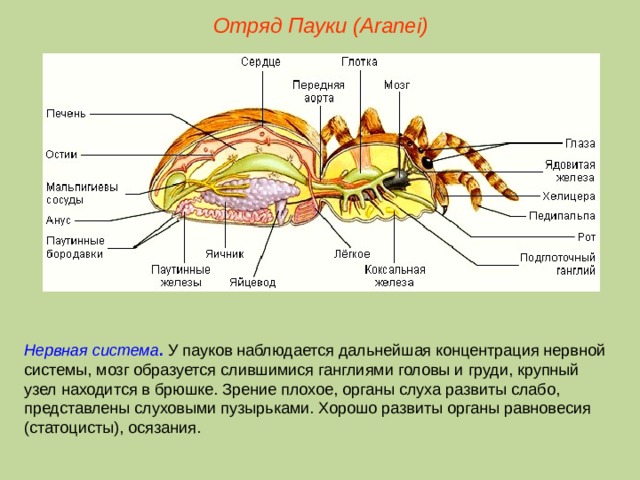 Отряд Пауки (Aranei) Нервная система . У пауков наблюдается дальнейшая концентрация нервной системы, мозг образуется слившимися ганглиями головы и груди, крупный узел находится в брюшке. Зрение плохое, органы слуха развиты слабо, представлены слуховыми пузырьками. Хорошо развиты органы равновесия (статоцисты), осязания.  
