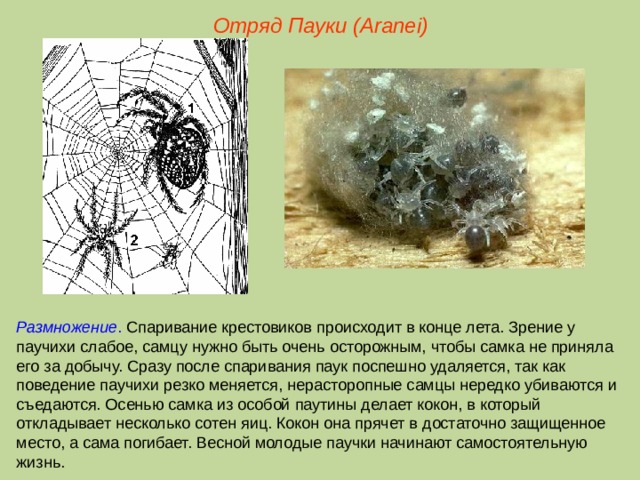 Отряд Пауки (Aranei) Размножение . Спаривание крестовиков происходит в конце лета. Зрение у паучихи слабое, самцу нужно быть очень осторожным, чтобы самка не приняла его за добычу. Сразу после спаривания паук поспешно удаляется, так как поведение паучихи резко меняется, нерасторопные самцы нередко убиваются и съедаются. Осенью самка из особой паутины делает кокон, в который откладывает несколько сотен яиц. Кокон она прячет в достаточно защищенное место, а сама погибает. Весной молодые паучки начинают самостоятельную жизнь.  