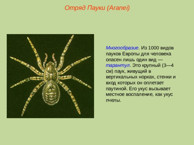 Отряд Пауки (Aranei) Многообразие . Из 1000 видов пауков Европы для человека опасен лишь один вид — тарантул . Это крупный (3—4 см) паук, живущий в вертикальных норках, стенки и вход которых он оплетает паутиной. Его укус вызывает местное воспаление, как укус пчелы.  
