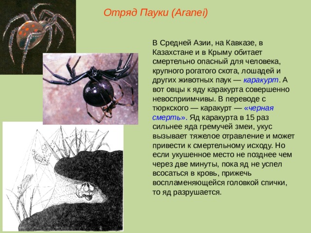 Каракурт паук фото где обитает и описание