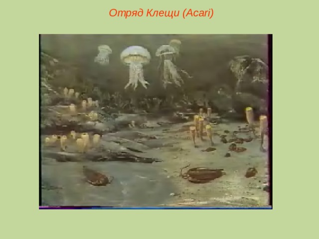 Отряд Клещи ( Acari )  