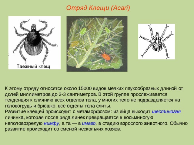 Отряд Клещи ( Acari ) К этому отряду относятся около 15000 видов мелких паукообразных длиной от долей миллиметров до 2-3 сантиметров. В этой группе прослеживается тенденция к слиянию всех отделов тела, у многих тело не подразделяется на головогрудь и брюшко, все отделы тела слиты. Развитие клещей происходит с метаморфозом: из яйца выходит шестиногая личинка, которая после ряда линек превращается в восьминогую неполовозрелую нимфу , а та — в имаго , в стадию взрослого животного. Обычно развитие происходит со сменой нескольких хозяев.  