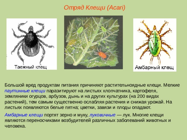 Отряд Клещи ( Acari ) Большой вред продуктам питания причиняют растительноядные клещи. Мелкие паутинные  клещи паразитируют на листьях хлопчатника, картофеля, земляники огурцов, арбузов, дынь и на других культурах (на 200 видах растений), тем самым существенно ослабляя растения и снижая урожай. На листьях появляются белые пятна; цветки, завязи и плоды опадают. Амбарные клещи портят зерно и муку, луковичные — лук. Многие клещи являются переносчиками возбудителей различных заболеваний животных и человека.  