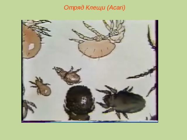 Отряд Клещи ( Acari )  