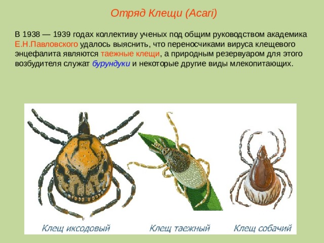 Отряд Клещи ( Acari ) В 1938 — 1939 годах коллективу ученых под общим руководством академика Е.Н.Павловского удалось выяснить, что переносчиками вируса клещевого энцефалита являются таежные клещи , а природным резервуаром для этого возбудителя служат бурундуки и некоторые другие виды млекопитающих.  