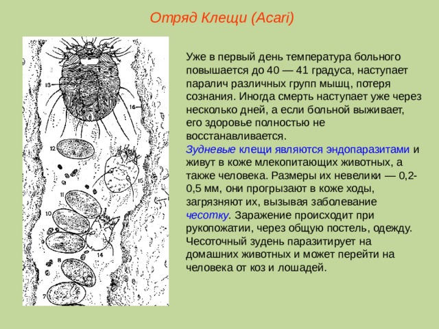 Отряд Клещи ( Acari ) Уже в первый день температура больного повышается до 40 — 41 градуса, наступает паралич различных групп мышц, потеря сознания. Иногда смерть наступает уже через несколько дней, а если больной выживает, его здоровье полностью не восстанавливается. Зудневые клещи являются эндопаразитами и живут в коже млекопитающих животных, а также человека. Размеры их невелики — 0,2-0,5 мм, они прогрызают в коже ходы, загрязняют их, вызывая заболевание чесотку . Заражение происходит при рукопожатии, через общую постель, одежду. Чесоточный зудень паразитирует на домашних животных и может перейти на человека от коз и лошадей.  