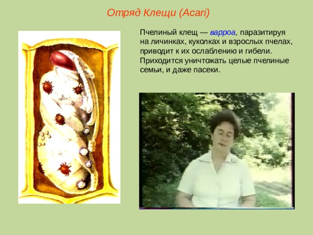 Отряд Клещи ( Acari ) Пчелиный клещ — варроа , паразитируя на личинках, куколках и взрослых пчелах, приводит к их ослаблению и гибели. Приходится уничтожать целые пчелиные семьи, и даже пасеки.  