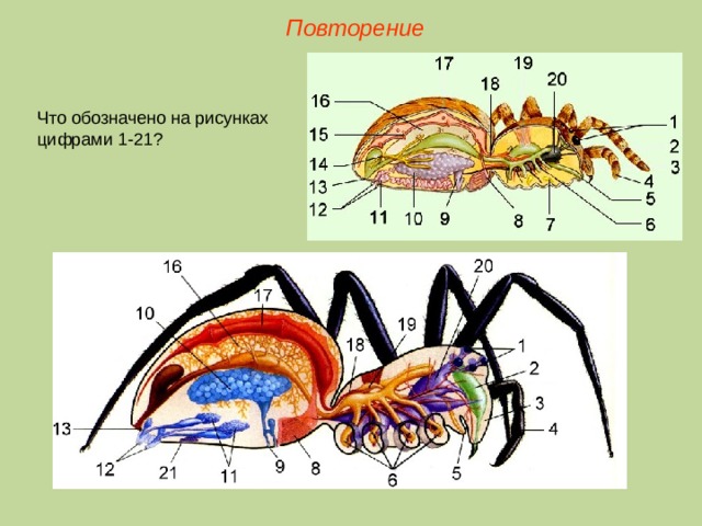 Повторение Что обозначено на рисунках цифрами 1-21?  