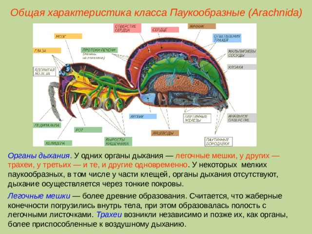 Общая характеристика класса Паукообразные (Ara chnida ) Органы дыхания . У одних органы дыхания — легочные мешки, у других — трахеи, у третьих — и те, и другие одновременно . У некоторых мелких паукообразных, в том числе у части клещей, органы дыхания отсутствуют, дыхание осуществляется через тонкие покровы. Легочные мешки — более древние образования. Считается, что жаберные конечности погрузились внутрь тела, при этом образовалась полость с легочными листочками. Трахеи возникли независимо и позже их, как органы, более приспособленные к воздушному дыханию.  