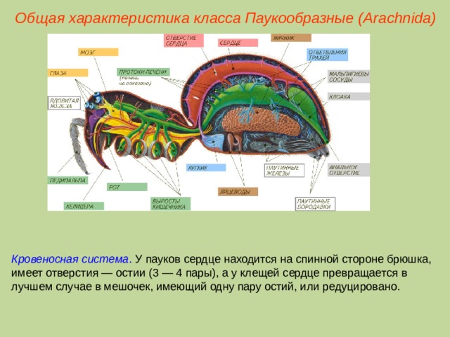 Общая характеристика класса Паукообразные (Ara chnida ) Кровеносная система . У пауков сердце находится на спинной стороне брюшка, имеет отверстия — остии (3 — 4 пары), а у клещей сердце превращается в лучшем случае в мешочек, имеющий одну пару остий, или редуцировано.  