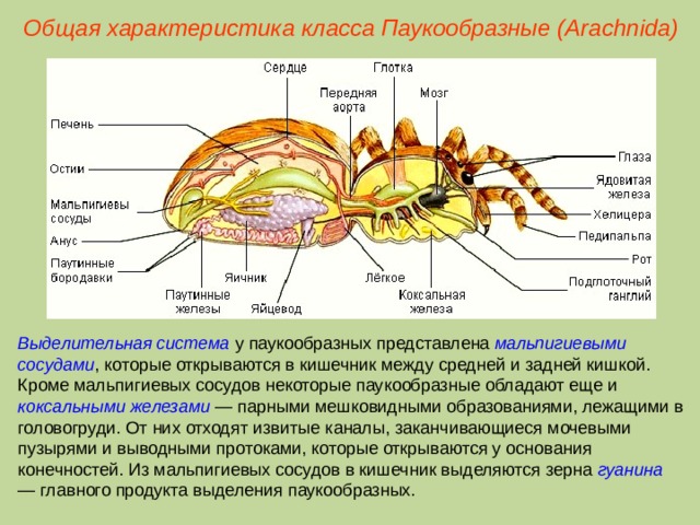 Характерные особенности класса паукообразные. Внутреннее строение паукообразных 7 класс биология. Выделительная система паукообразных 7 класс биология. Выделительная система паукообразных 7 класс биология таблица. Паукообразные 7 класс биология.