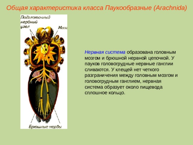 Общая характеристика класса Паукообразные (Ara chnida ) Нервная система образована головным мозгом и брюшной нервной цепочкой. У пауков головогрудные нервные ганглии сливаются. У клещей нет четкого разграничения между головным мозгом и головогрудным ганглием, нервная система образует около пищевода сплошное кольцо.  
