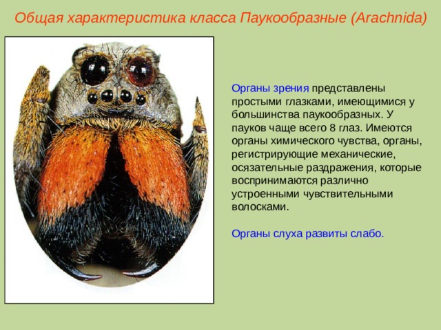 Общая характеристика класса Паукообразные (Ara chnida ) Органы зрения представлены простыми глазками, имеющимися у большинства паукообразных. У пауков чаще всего 8 глаз. Имеются органы химического чувства, органы, регистрирующие механические, осязательные раздражения, которые воспринимаются различно устроенными чувствительными волосками. Органы слуха развиты слабо.  