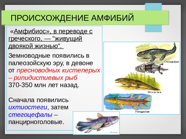 Происхождение земноводных доказательства