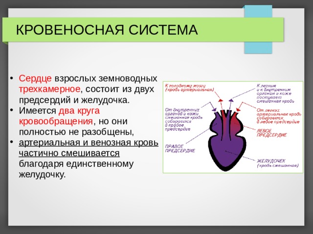 Сердце земноводных картинка