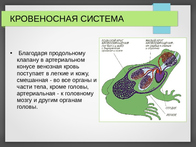 Дыхательная система земноводных кратко