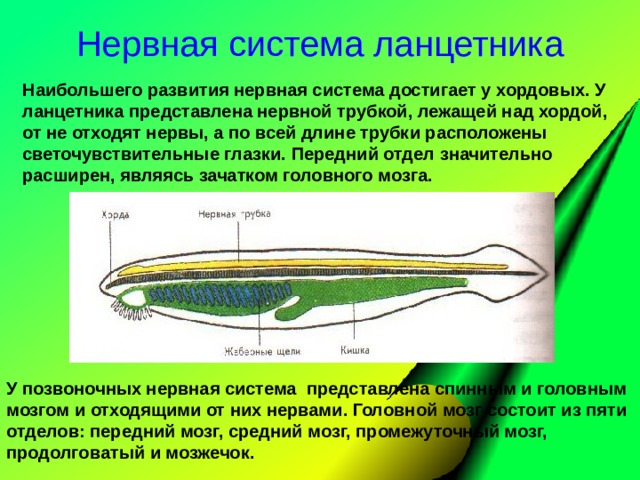 Сравнение ланцетника с рыбой. Центральная нервная система ланцетника. Невроцель у ланцетника. Нервная трубка ланцетника.