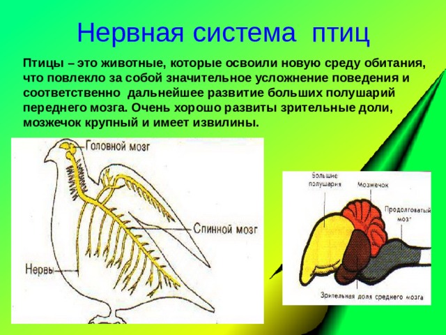 Биология 7 класс нервная система рефлекс инстинкт. Строение нервной системы птиц.