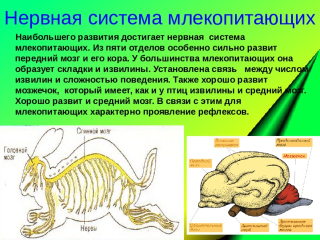 Чем отличается нервная система млекопитающих от пресмыкающихся. Нервная система млекопитающих 7 класс биология таблица. Нервная система млекопитающих 7 класс биология. Отделы нервной системы млекопитающих. Нервное строение млекопитающих.