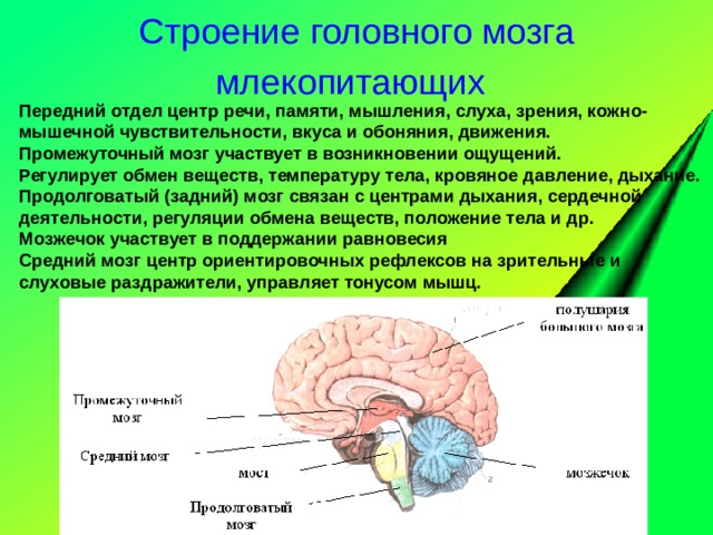 Отдел головного мозга обеспечивающий координацию движений. Функции промежуточного мозга головного мозга таблица. Функции отделов головного мозга млекопитающих.