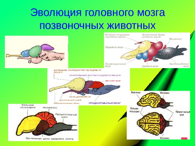Наиболее развитые отделы головного мозга у млекопитающих. Эволюция головного мозга позвоночных животных таблица. Головной мозг позвоночных животных 6 класс.
