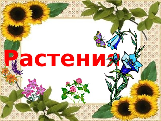 Растения  