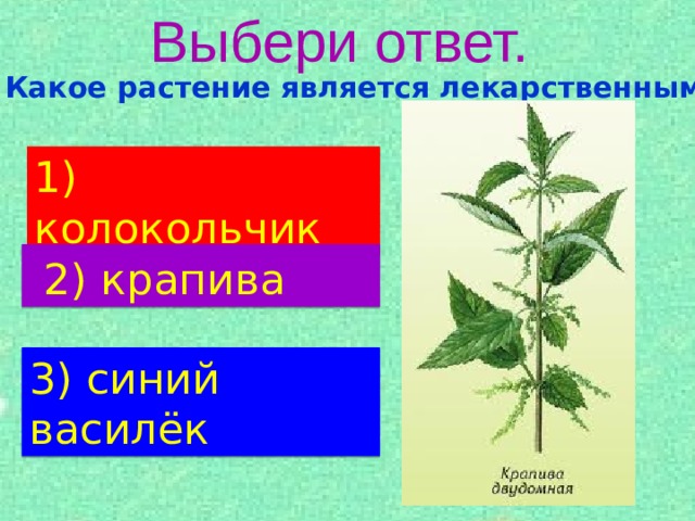 Выбери ответ.  Какое растение является лекарственным? 1)  колокольчик  2) крапива 3) синий василёк 
