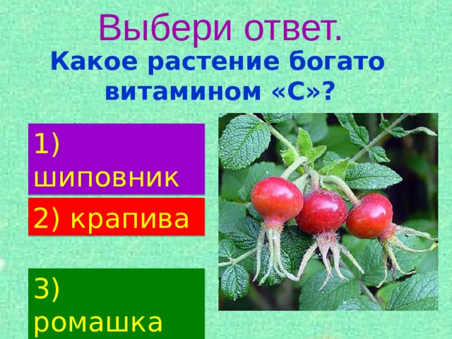 Выбери ответ.  Какое растение богато витамином «С»? 1) шиповник 2)  крапива 3) ромашка 