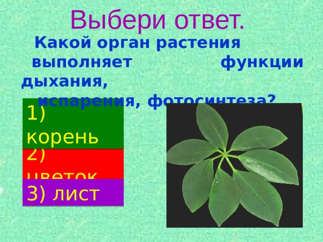 Выбери ответ.  Какой орган растения выполняет функции дыхания,  испарения, фотосинтеза? 1) корень 2)  цветок 3) лист 