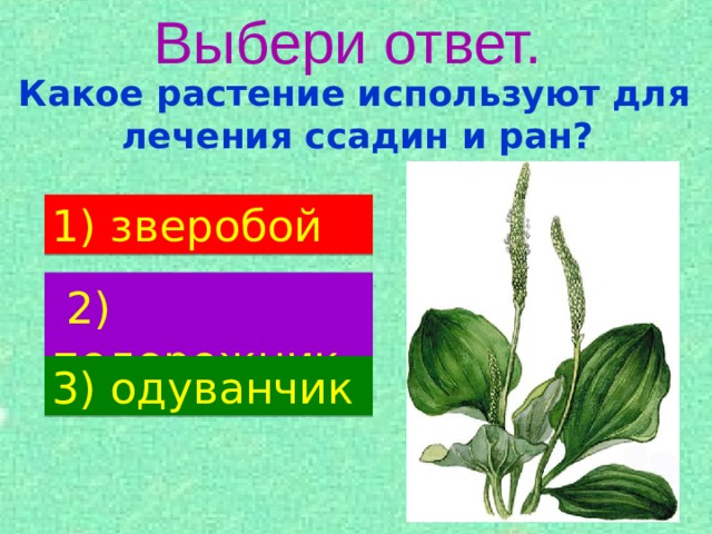 Выбери ответ.  Какое растение используют для лечения ссадин и ран? 1)  зверобой  2) подорожник 3) одуванчик 