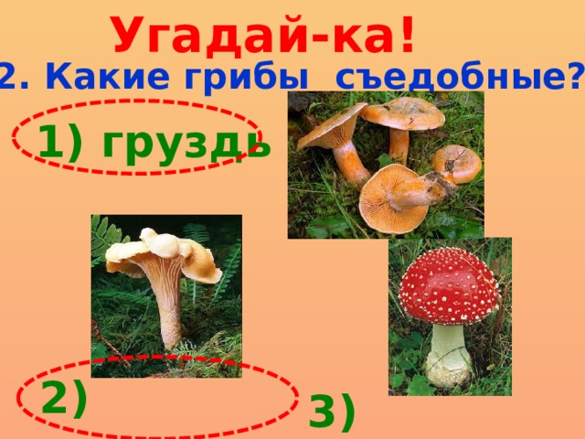 Угадай-ка! 2. Какие грибы съедобные?  1) груздь  2) лисички 3) мухомор 