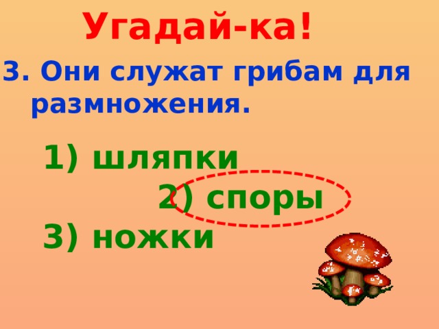 Угадай-ка! 3. Они служат грибам для  размножения. 1) шляпки  2) споры 3) ножки 