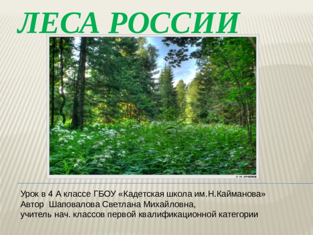 Зона лесов 4 класс. Интересные факты о лесах России. Интересные факты о лесе. Леса России интересные факты. Интересные факты о лесе для детей.