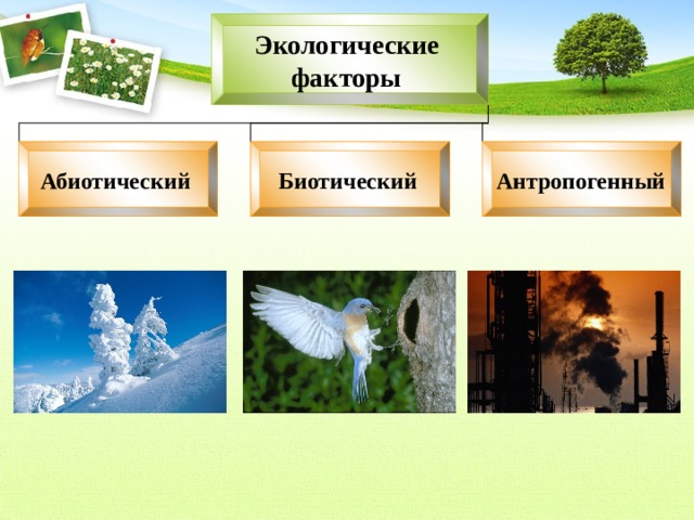 Экологические факторы  Абиотический Биотический  Антропогенный  