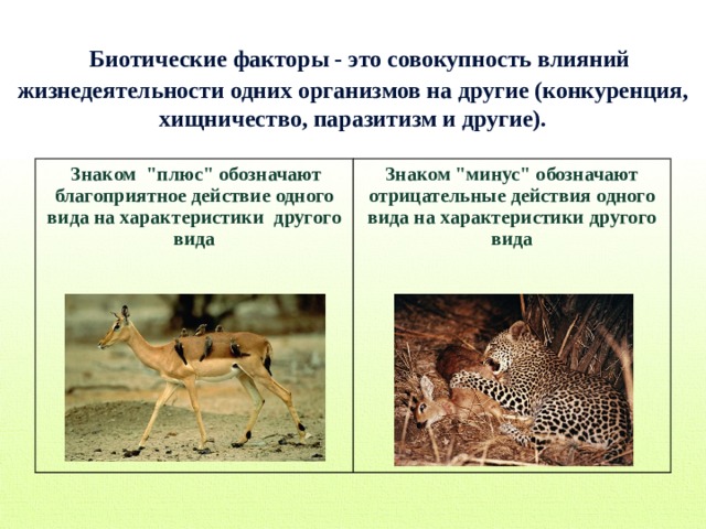 Биотические факторы - это совокупность влияний жизнедеятельности одних организмов на другие (конкуренция, хищничество, паразитизм и другие).  Знаком 