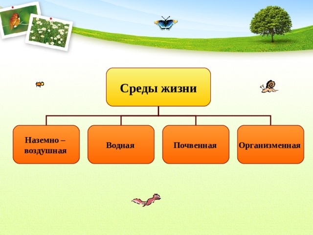 Среды жизни Наземно – воздушная  Водная  Почвенная  Организменная 