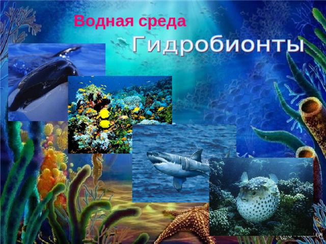 Водная среда 