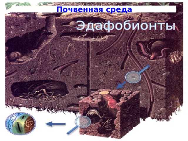 Почвенная среда 