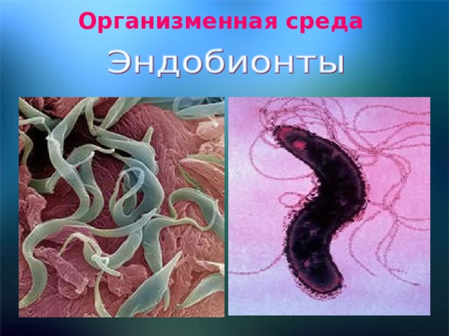 Организменная среда   