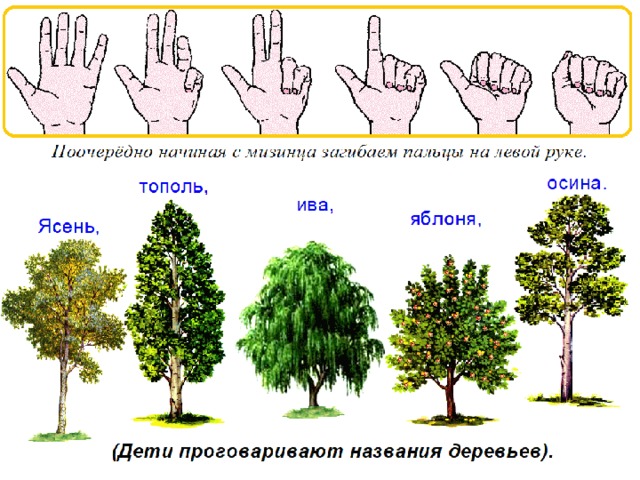 Деревья и кустарники план средняя группа