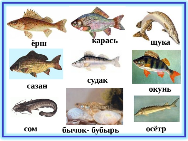 карась щука ёрш судак сазан окунь сом осётр  бычок- бубырь 